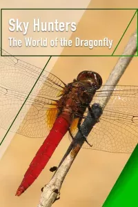 Sky Hunters - The World of Dragonfly